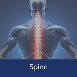 Spine